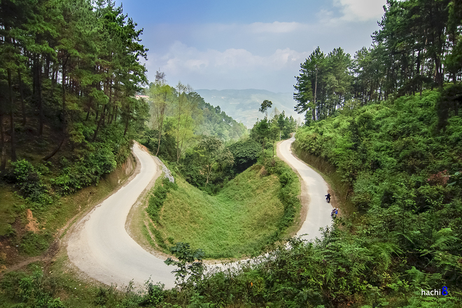 rung-thong-yen-minh-ha-giang